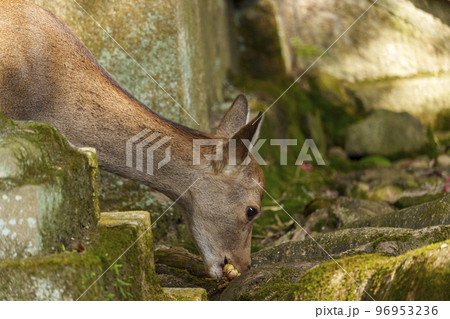手向山八幡宮 木の実を食べる鹿 手向山八幡宮 木の実を食べる鹿 96953236