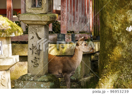 手向山八幡宮 木の実を食べる鹿 手向山八幡宮 木の実を食べる鹿 96953239