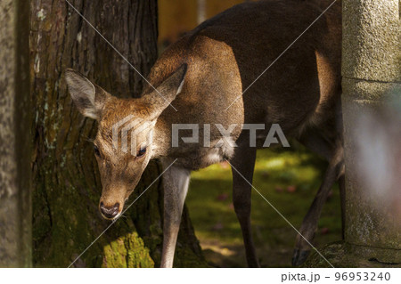 手向山八幡宮 鹿 手向山八幡宮 鹿 96953240