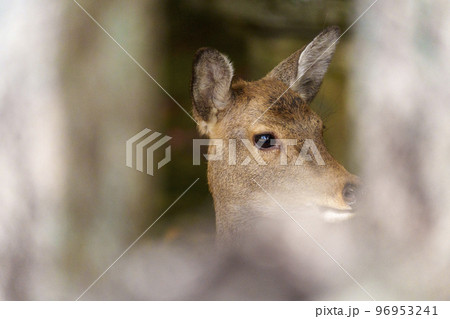 手向山八幡宮 鹿 手向山八幡宮 鹿 96953241