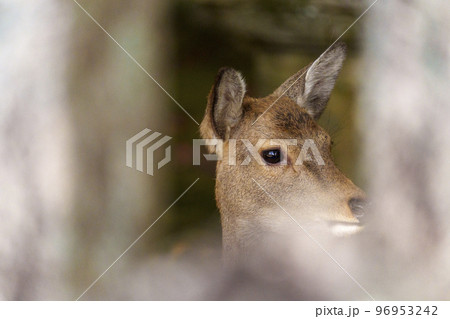 手向山八幡宮　鹿 96953242