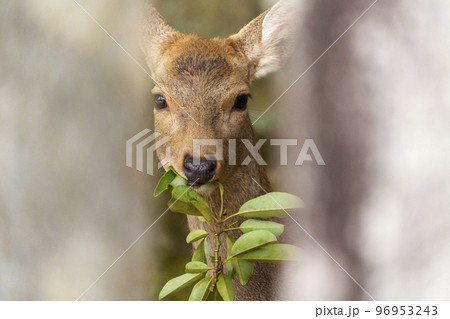 手向山八幡宮　葉っぱをくわえる鹿 96953243
