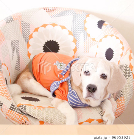 椅子でリラックスのビーグル犬 96953925
