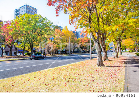 東観音町交差点付近から西広島駅方面を展望しています。平和大通りの美しい紅葉をご覧ください。広島県 96954161