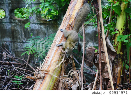 Squirrel picking fiber from the bark and dry leaves of a banana tree to building a nest Squirrel picking fiber from the bark and dry leaves of a banana tree to building a nest 96954971