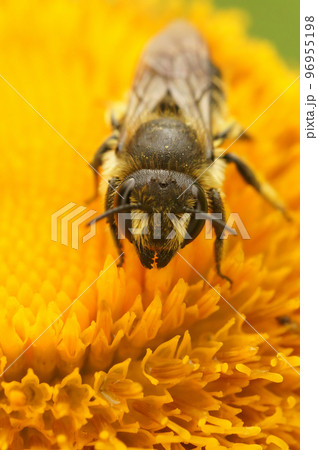 Vertical closeup on a female Patchwork leafcutter bee, Mega chile centuncularis sitting on a yellow Inula flower Vertical closeup on a female Patchwork leafcutter bee, Mega chile centuncularis sitting on a yellow Inula flower 96955198