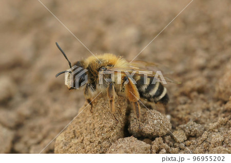 Natural closeup on a female Banded ining-bee, Andrena gravida sitting on the ground 96955202
