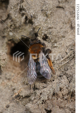 Natural closeup on a female Clarke's mining bee, Andrena clarkella sitting in front of her underground nest Natural closeup on a female Clarke's mining bee, Andrena clarkella sitting in front of her underground nest 96955221