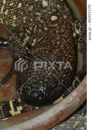 Closeup on a captive, Gila monster, heloderma suspectum, hydrating from a water ball at the Zoo 96955270