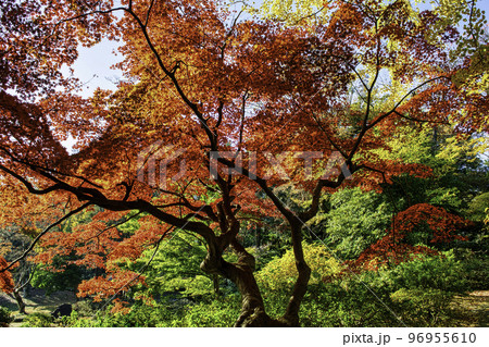 東京都　六義園（りくぎえん）　紅葉　特別名勝 96955610