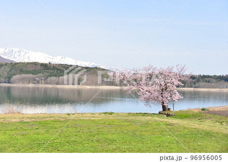 春の青木湖畔 96956005