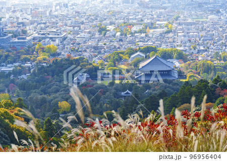 若草山のススキ越しに見る東大寺大仏殿と奈良の町並み　紅葉の季節 96956404