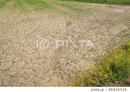 初夏の若草生える乾燥した休耕地風景 96956426