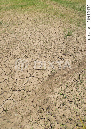 初夏の若草生える乾燥した休耕地風景 96956430