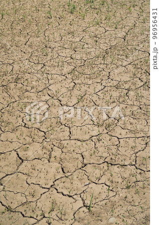 初夏の若草生える乾燥した休耕地風景 96956431
