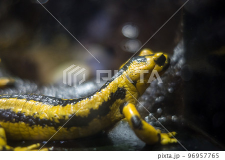 Salamander macro view 96957765