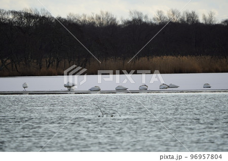 ウトナイ湖の湖畔で昼寝する白鳥 ウトナイ湖の湖畔で昼寝する白鳥 96957804