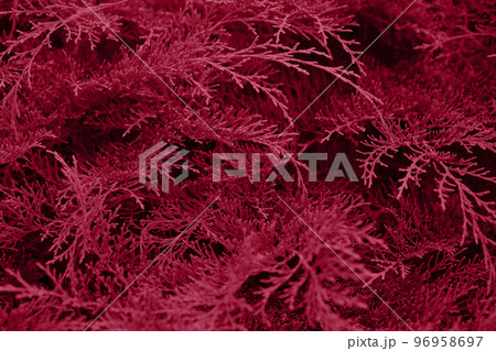Natural background of evergreen coniferous arborvitae branches as wallpapers. Trendy toning. Horizontal format. Selective focus. New 2023 trending PANTONE 18-1750 Viva Magenta color. 96958697