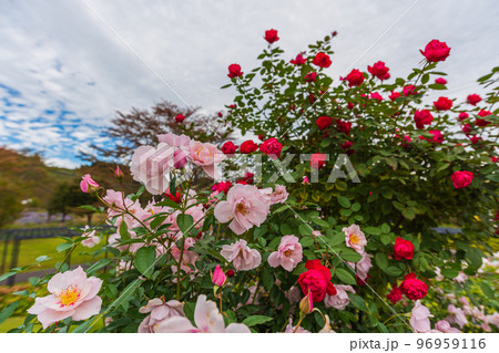 群馬県秋の中之条ぶらぶら散歩、中之条ガーデンズの花々 群馬県秋の中之条ぶらぶら散歩、中之条ガーデンズの花々 96959116