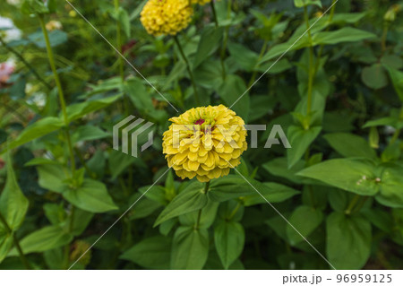 群馬県秋の中之条ぶらぶら散歩、中之条ガーデンズの花々 群馬県秋の中之条ぶらぶら散歩、中之条ガーデンズの花々 96959125