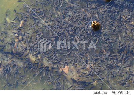 生まれたてのヤマアカガエル（オタマジャクシ） 96959336