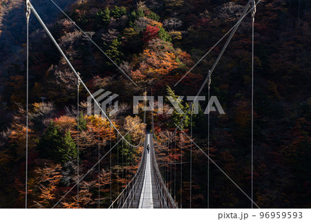 秋の畑薙大吊り橋　静岡県 96959593