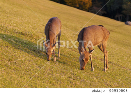 若草山のふもと 北ゲート付近にいる鹿 若草山のふもと 北ゲート付近にいる鹿 96959603