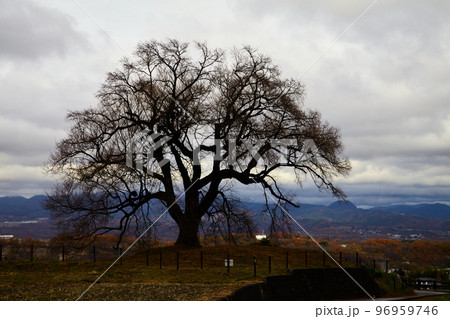 わに塚一本桜　秋 96959746