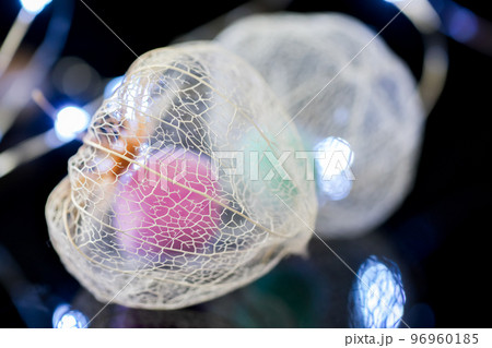 黒い背景に浮き立ち、イルミネーションの光で彩られた透かしホオズキ。 96960185