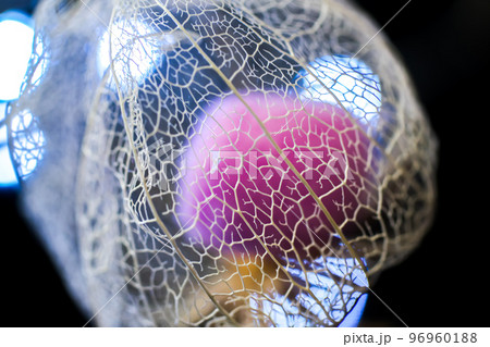 黒い背景に浮き立ち、イルミネーションの光で彩られた透かしホオズキ。 黒い背景に浮き立ち、イルミネーションの光で彩られた透かしホオズキ。 96960188