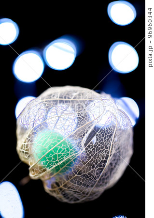 黒い背景に浮き立ち、イルミネーションの光で彩られた透かしホオズキの写真 96960344