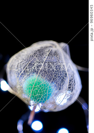 黒い背景に浮き立ち、イルミネーションの光で彩られた透かしホオズキの写真 96960345