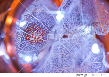 イルミネーションで飾られた透かしホオズキの写真 96960486