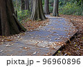 落葉(木道) 96960896