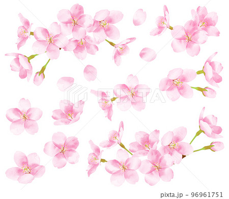 桜　水彩風イラスト　素材 96961751