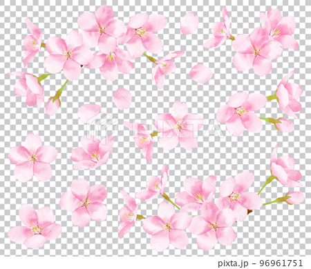 桜　水彩風イラスト　素材 96961751