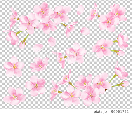 Sakura watercolor style illustration material 96961751
