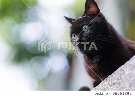 京都 伏見稲荷大社の森に暮らす野生の黒猫 京都 伏見稲荷大社の森に暮らす野生の黒猫 96961899