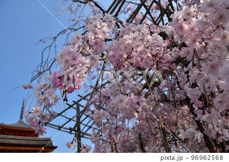 日本の京都府の京都市　春の季節の清水寺　境内の美しい桜と重要文化財の西門と三重塔 96962568