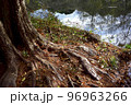 木の根(メタセコイア) 96963266