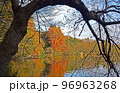 紅葉(水面に映る風景) 96963268