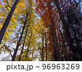 紅葉(銀杏・メタセコイア) 96963269