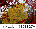 紅葉(銀杏・楓) 96963270