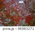 紅葉(楓) 96963271