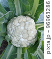 変色したカリフラワーの花蕾 96963286