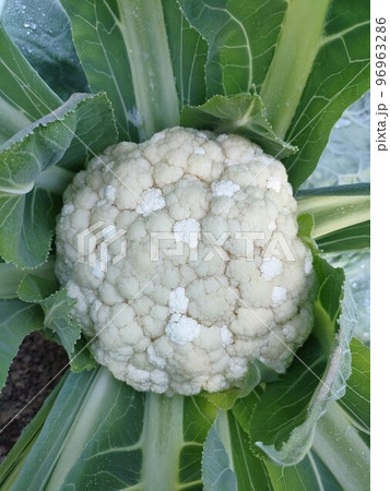 変色したカリフラワーの花蕾 96963286