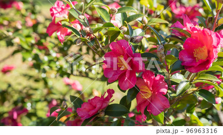 山茶花・サザンカの花 96963316