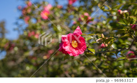 山茶花・サザンカの花 山茶花・サザンカの花 96963317