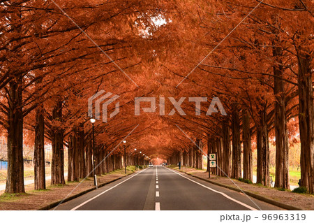 滋賀県高島市マキノの紅葉したメタセコイア並木 96963319