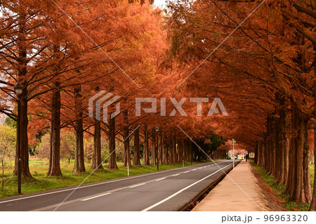 滋賀県マキノの紅葉したメタセコイア並木道 96963320